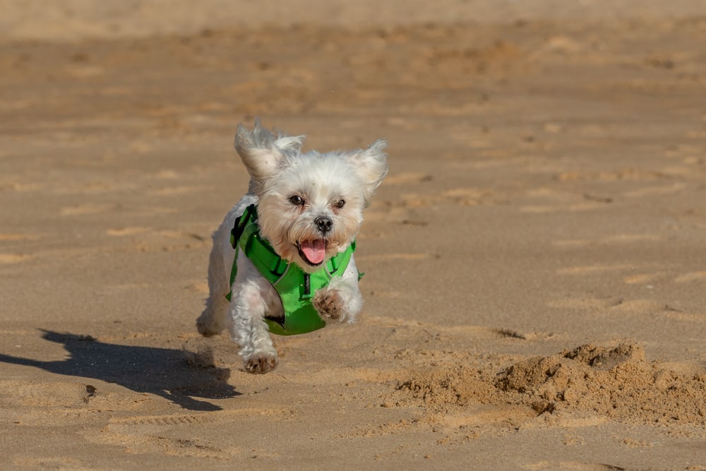 maltese dog Django on beach praia da rocha portugal