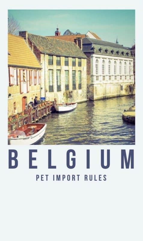 BELGIUM pet import rules taking cats and dogs to belgium PETS pet passport 
