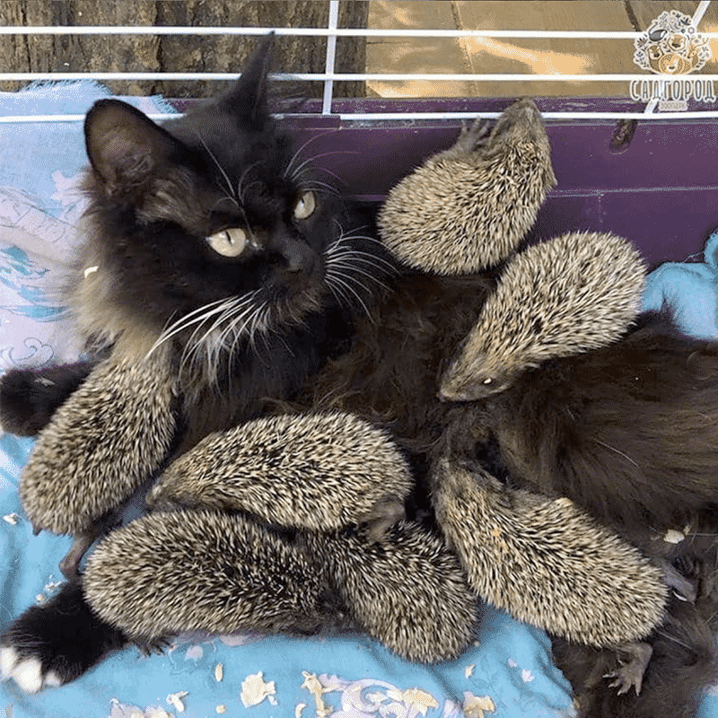 Musya lucky black cat hedgehog babies hoglets mum