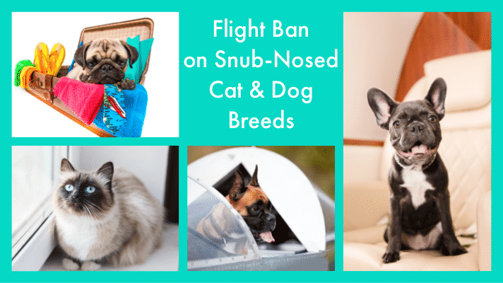 flight ban snub nosed cat dog breeds brachycephalic pet friendly airlines in cabin hold