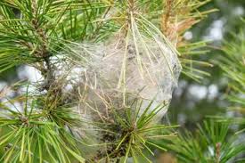 pine processionary caterpillar nest threat to cats dogs pets humans