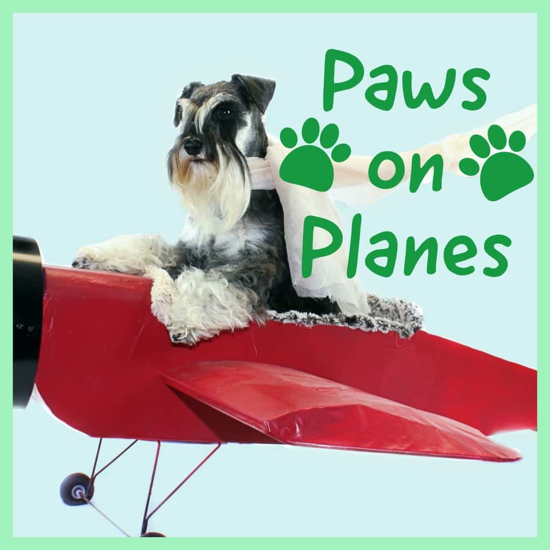 flying with pets cats and dogs on planes in cabin hold checked baggage cargo