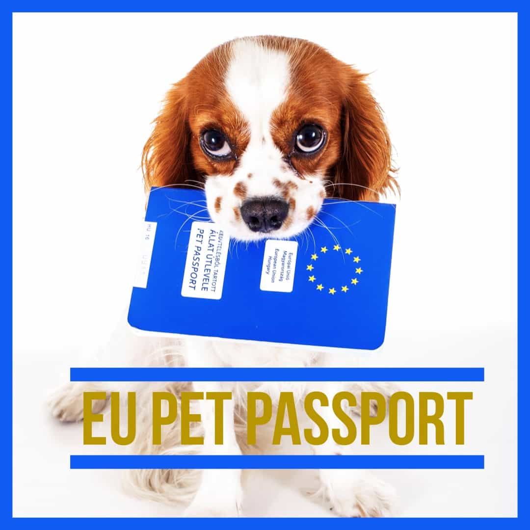 Eu pet Passport travel scheme PETS cats dogs ferrets europe cost 