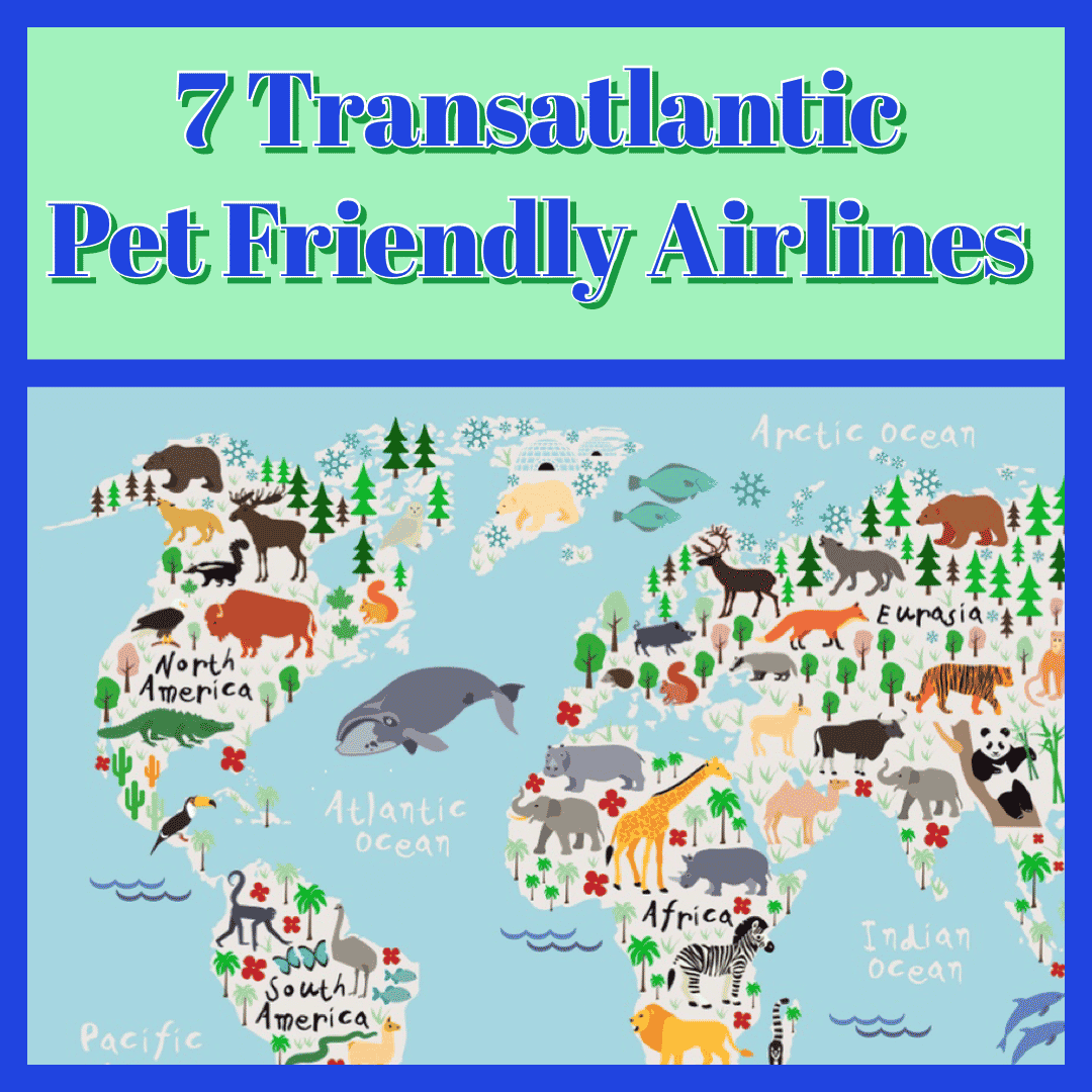 transatlantic pet friendly airlines cats dogs usa uk europe eu planes in cabin international in hold
