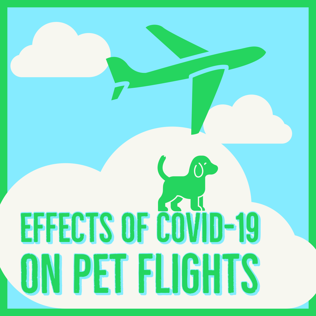 airline pet in hold bans covid 19 pets on planes travel bans