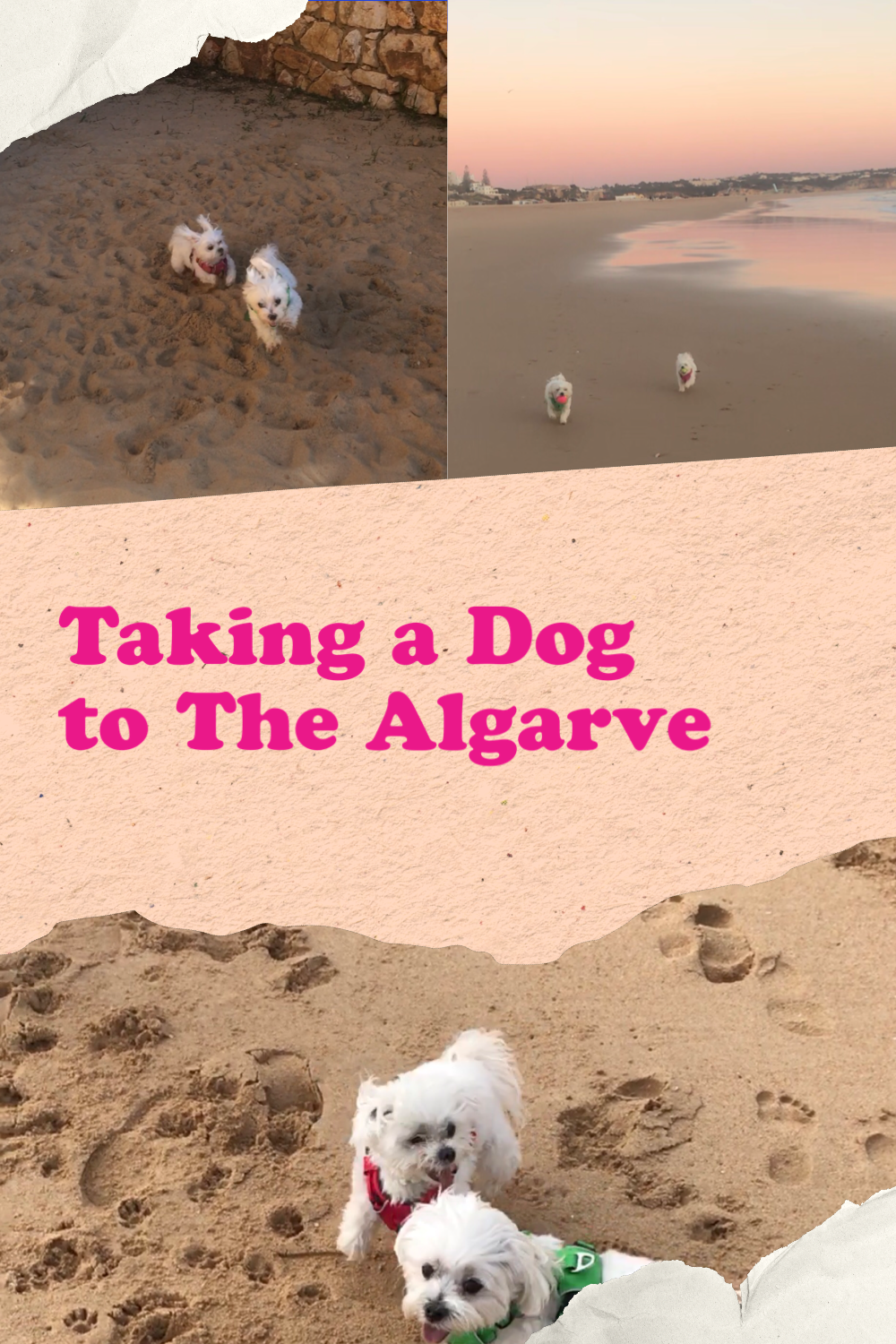 taking a dog to the algarve travelling to the algarve with a dog