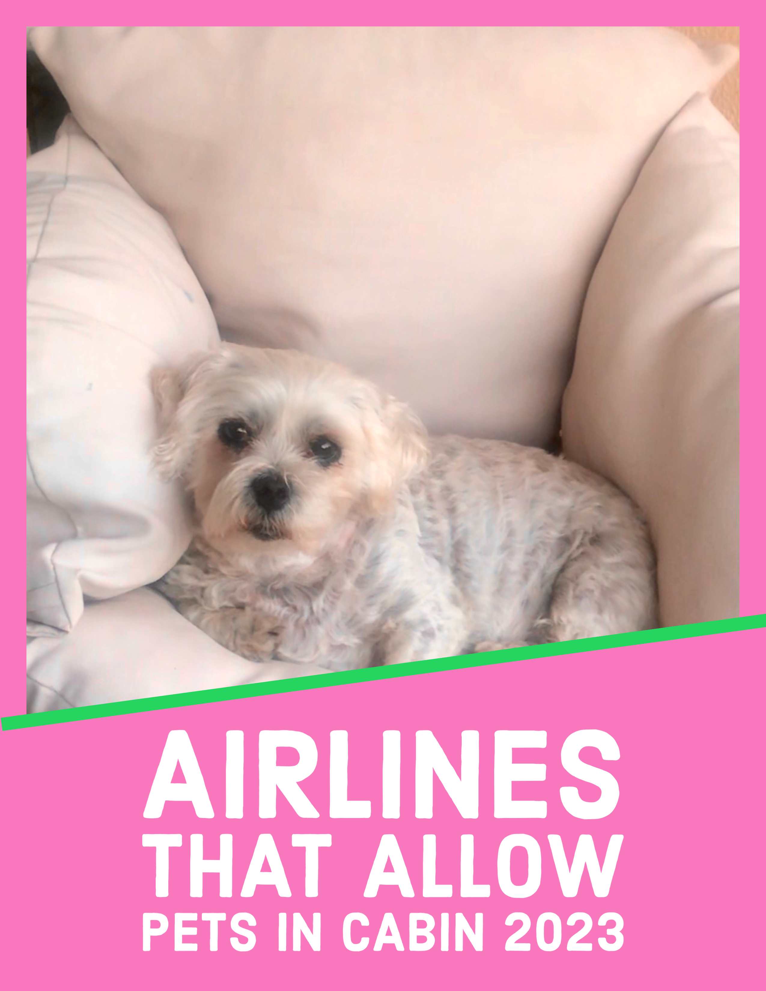 airlines allow pets flying in cabin 2023 cats and dogs in cabin airlines